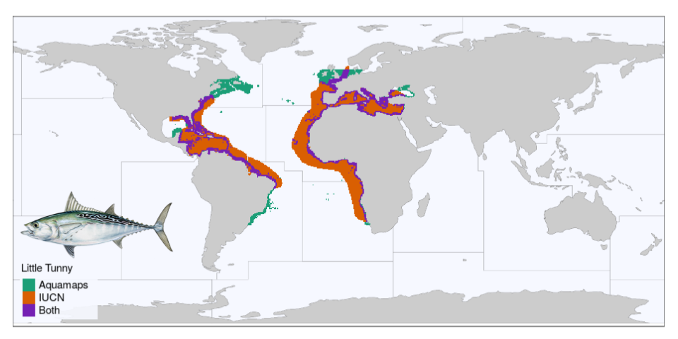 Predicted range of Little Tunny (Euthynnus alletteratus)